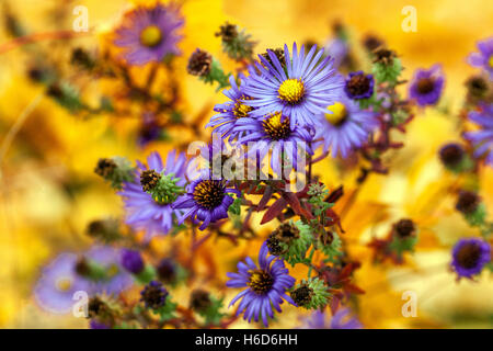 Blue flowers of the New England Aster, Symphyotrichum novae-angliae. Michaelmas daisies autumn Asters Stock Photo