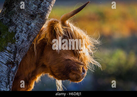 Backlit Highland cow scratching on a tree in morning sunlight. Stock Photo