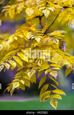 Koelreuteria paniculata 'Apiculata', goldenrain tree in autumn colors Stock Photo