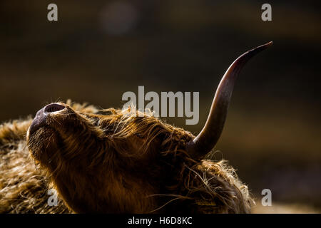 Highland Cow scratching. Stock Photo
