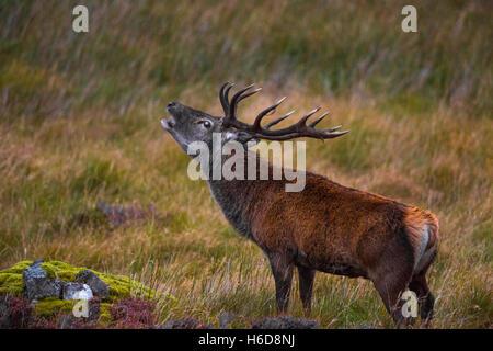 Red Deer Stag on heathland calling. Stock Photo