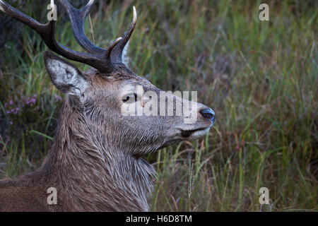 Side view Red Deer Stag.