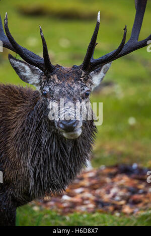 Red Deer Stag with odd expression looking at camera.. Stock Photo