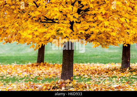 Norway maple trees Acer platanoides in autumn Leaves on the ground Stock Photo