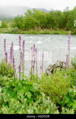 Delphinium flowers on Sjoa riverside in the Norwegian mountain at the Jotunheimen National Park.