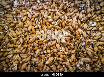 beer Barley background. Ingredient for beer. Stock Photo