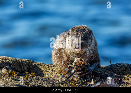 Sea Otter on rock eating Lobster. Stock Photo