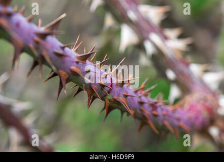 Thorns on the stem of a Dog Rose plant Stock Photo