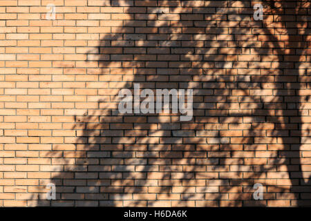 Shadow of tree on the brick wall. Stock Photo