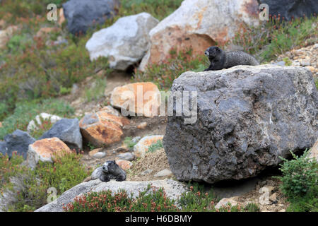 Hoary Marmot at Mount Rainier National Park Washington Stock Photo