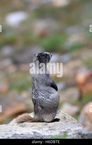 Hoary Marmot at Mount Rainier National Park Washington Stock Photo
