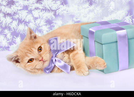 Cute little kitten with present box lying against frosty christmas pattern Stock Photo