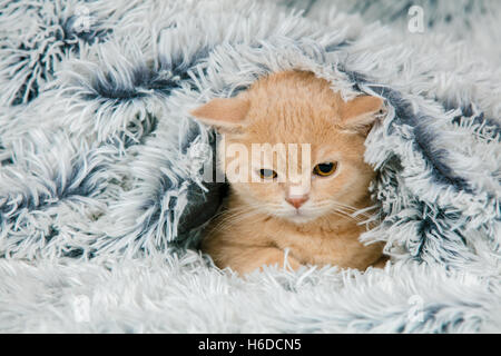 Cute little red kitten peeking out from under the soft warm blue blanket Stock Photo