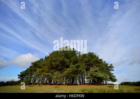 East Sussex, UK. 27th Oct, 2016. Autumn in the Ashdown Forest, setting for the Winnie the Pooh books Credit:  Peter Cripps/Ģ����ý Live News Stock Photo