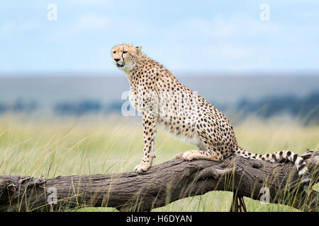 Cheetah (Acinonix jubatus) sitting on fallen tree, Maasai Mara National Reserve, Kenya Stock Photo
