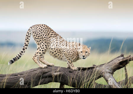 Cheetah (Acinonix jubatus) on fallen tree, Maasai Mara National Reserve, Kenya Stock Photo