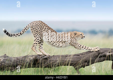 Cheetah (Acinonix jubatus) stretching on fallen tree, Maasai Mara National Reserve, Kenya Stock Photo