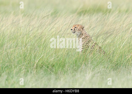 Cheetah (Acinonix jubatus) sitting hiding in grass, looking for prey, Maasai Mara National Reserve, Kenya Stock Photo