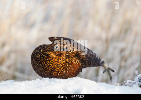Red grouse, Latin name Lagopus lagopus scotica, standing on snow in warm light preening by stretching out its wing Stock Photo