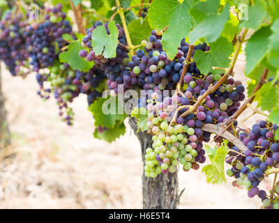 Bunches of cabernet sauvignon grapes growing in a vineyard in Bordeaux region, France. Stock Photo