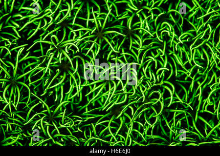 An octocoral colony displays fluorescence on a reef in Raja Ampat. Why many marine organisms fluoresce is not fully understood. Stock Photo