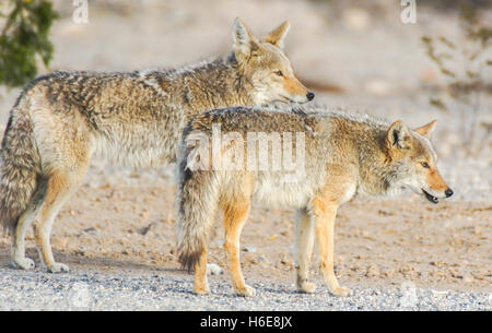Coyotes - Canis latrans Stock Photo
