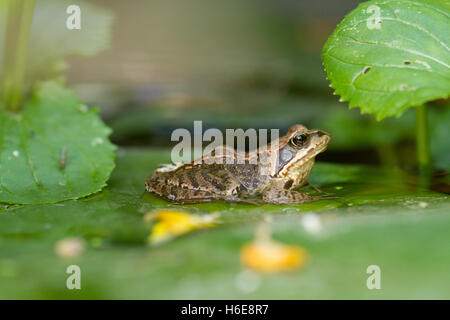 common European frog on a lily pad