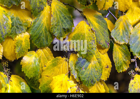 Virginian Witch Hazel tree Hamamelis virginiana, garden autumn leaves Stock Photo