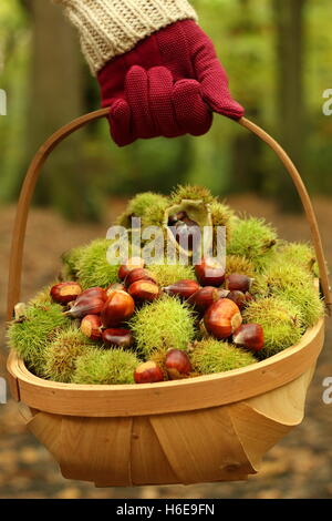 Freshly foraged sweet chestnuts (castanea sativa) are carried through an ancient English woodland on a fine October day, UK Stock Photo