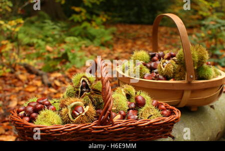 Freshly foraged sweet chestnuts (castanea sativa), including some in their prickly husk, in an ancient woodland in Yorkshire, UK Stock Photo
