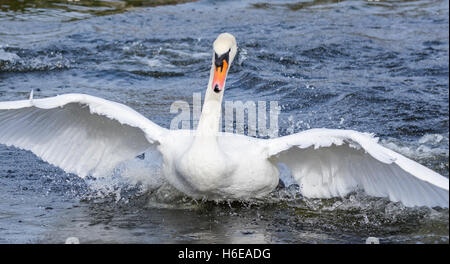 White Mute Swan (Cygnus olor) taking off from water, flying towards the camera, in the UK. Stock Photo
