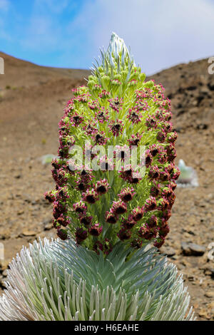 Morning images of the rare East Maui Silversword in bloom in the Haleakala crater in Haleakala National Park, Maui, Hawaii Stock Photo