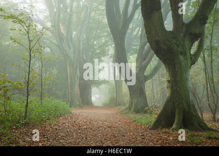 Misty autumn morning in Stanmer Park, East Sussex, England. South Downs National Park. Stock Photo