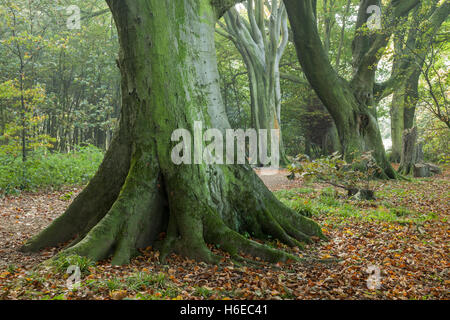 Autumn morning in Stanmer Park, East Sussex, England. South Downs National Park. Stock Photo