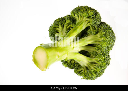 Freshly cut head of broccoli isolated on a white background Stock Photo