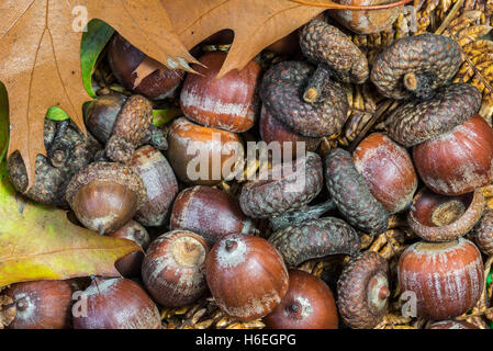 Northern red oak / champion oak (Quercus rubra / Quercus borealis) fallen acorns on the forest floor in autumn Stock Photo