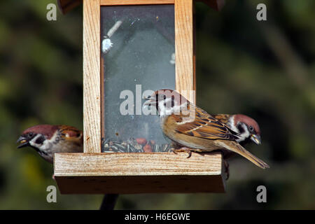Eurasian tree sparrows (Passer montanus) feeding on peanuts and seeds from bird feeder in the snow in winter Stock Photo