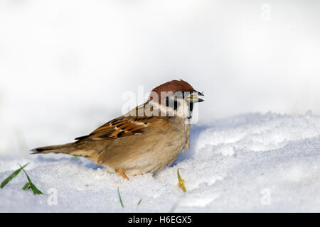 Eurasian tree sparrow (Passer montanus) foraging on the ground in the snow in winter Stock Photo