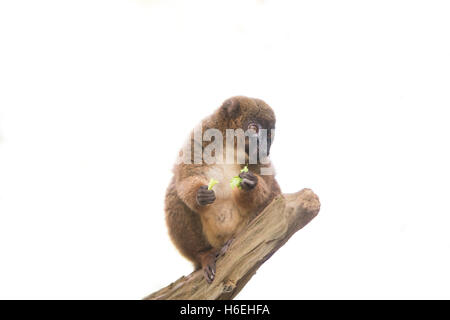 Red bellied lemur sitting on branch, isolated Stock Photo