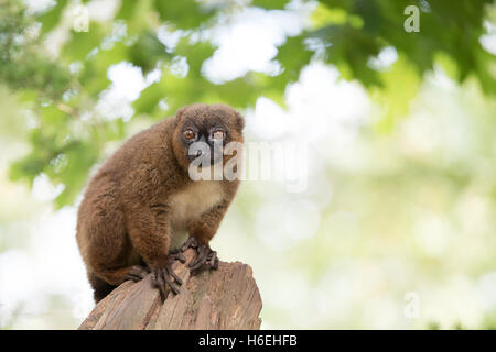 Red-bellied lemur, sitting on tree trunk Stock Photo