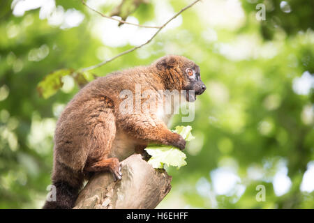 Red belied lemur sitting on a branch eating lettuce Stock Photo