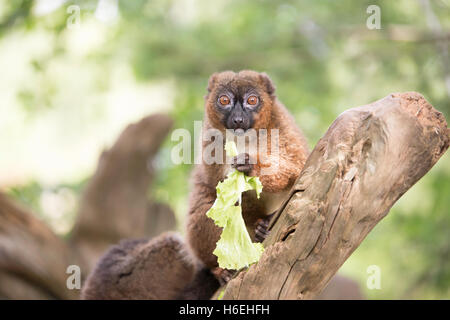 Red bellied lemur sitting on a branch eating lettuce Stock Photo