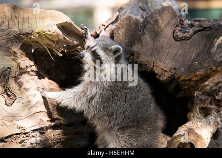 Racoon climbing out of hollow tree trunk Stock Photo