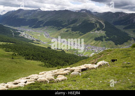 Flock of goats and sheep in Alps mountains, Livigno, Italy Stock Photo