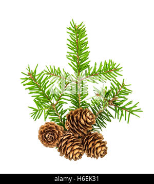 Christmas tree branches isolated on white background. Pine sprig with spruces. Fresh green fir Stock Photo