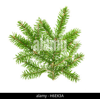 Christmas tree branches isolated on white background. Pine sprig. Fresh green fir Stock Photo