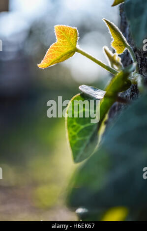 up macro poison rash blisters on human skin stock photo royalty free image 124345749 up macro poison rash blisters on human skin stock photo 124345749 alamy up macro poison rash blisters on human skin stock photo royalty free image 124345749 up macro poison rash blisters on human skin stock photo 124345749 alamy