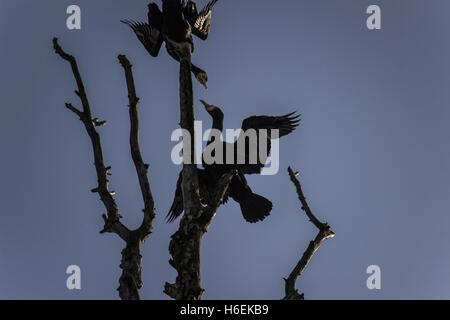 Danube, Serbia - Two great cormorants (Phalacrocorax carbo) spreading their wings high on a tree by the riverbank