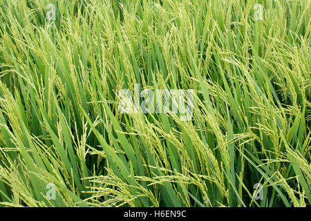 The Asian rice crop at Sekinchan, Malaysia Stock Photo