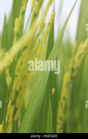 The Asian rice crop at Sekinchan, Malaysia Stock Photo